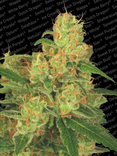 Paradise Seeds Acid Auto Feminised Seeds