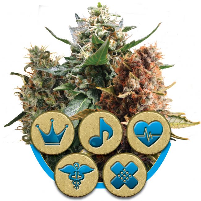 Royal Queen Seeds Medical Mix CBD Feminised Seeds