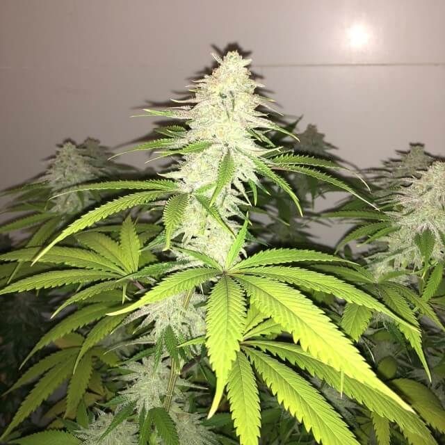 Pheno Finder Seeds Wedding Cake S1 Feminised Seeds