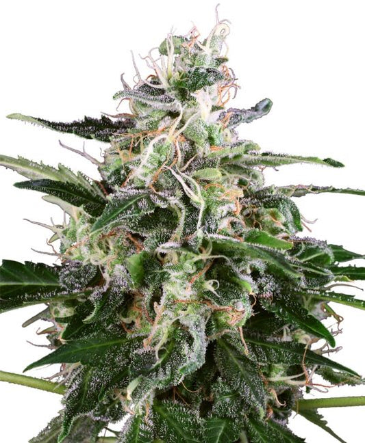 White Label Seed Company White Skunk Auto Feminised Seeds