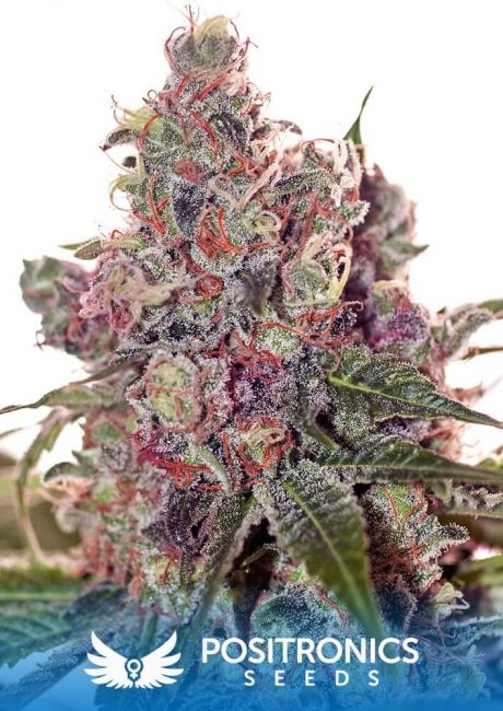 Positronic Seeds Grapefruit Feminised Seeds