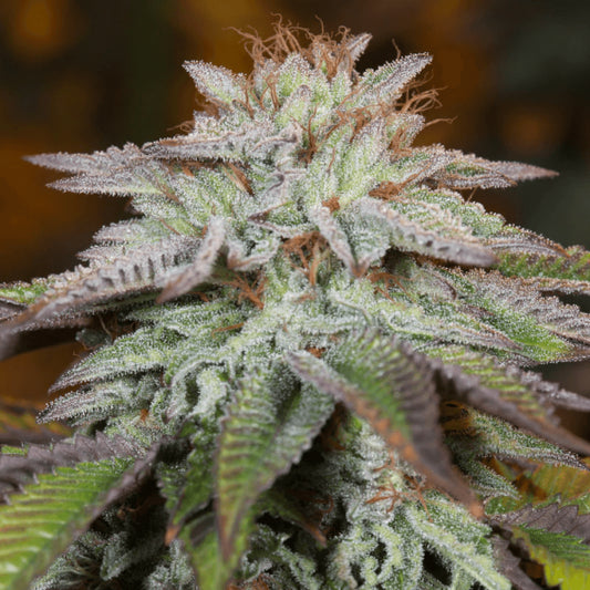 Silent Seeds L.A. Vanilla Cake Auto Feminised Seeds