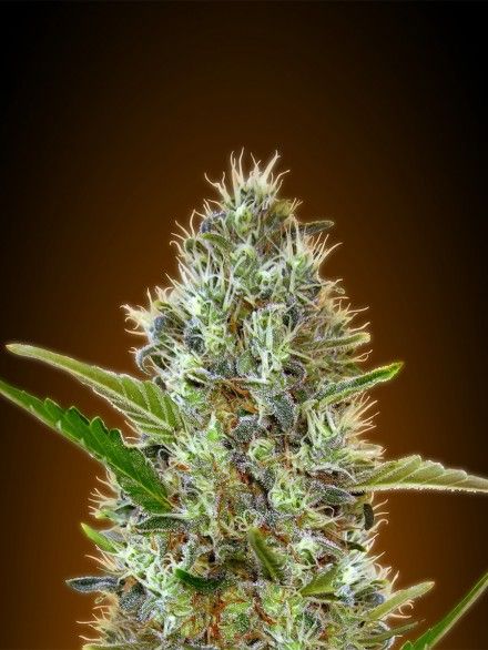 Advanced Seeds Somango Auto Feminised Seeds