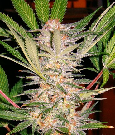 Sweet Seeds S.A.D. Sweet Afghani Delicious S1 Feminised Seeds