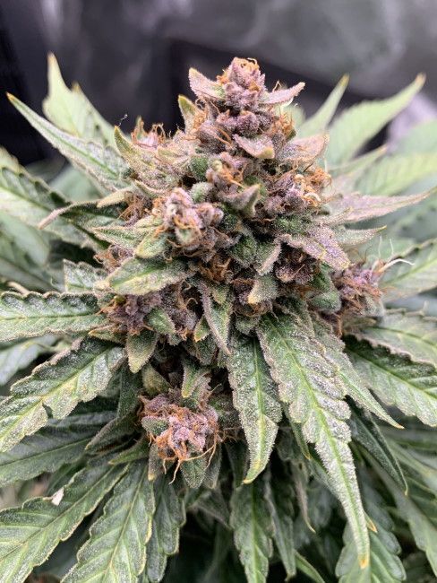 Mephisto Genetics Forgotten Strawberries Auto Feminised Seeds