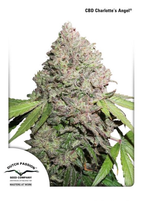 Dutch Passion Charlotte's Angel CBD Feminised Seeds