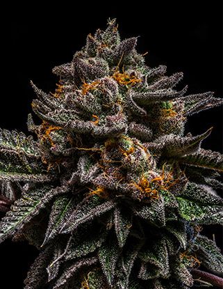 Ripper Seeds Braincake Feminised Seeds