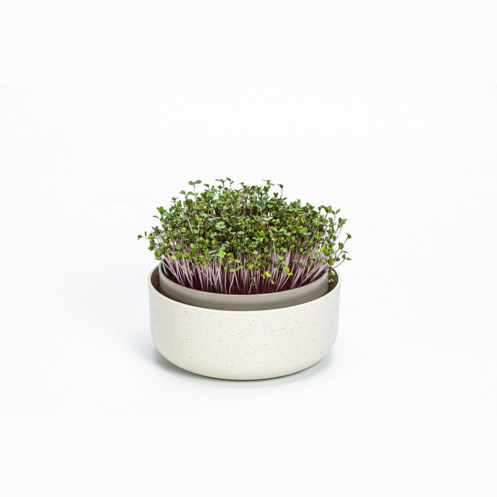 Plastia Microgreens Schale - elfenbeinfarben