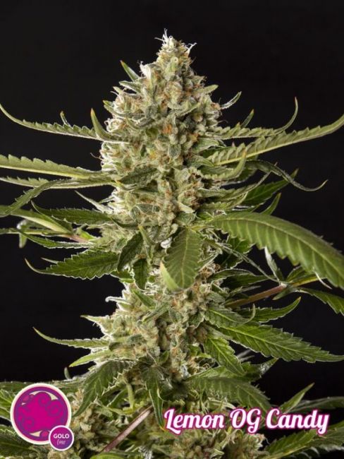 Philosopher Seeds Lemon OG Candy Feminised Seeds