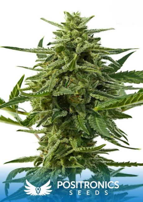 Positronic Seeds Northern Haze Express Auto Feminised Seeds