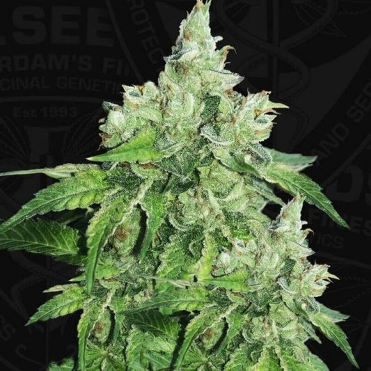 T.H. Seeds Citron Givré (Birthday Cake Selected) Feminised Seeds