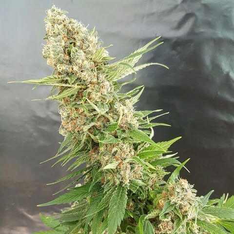 Expert Seeds Critical Gorilla Feminised Seeds