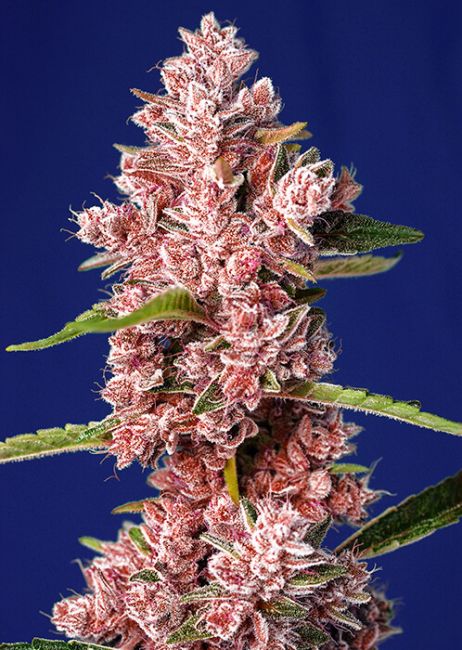 Sweet Seeds Tropicanna Poison F1 FAST Feminised Seeds