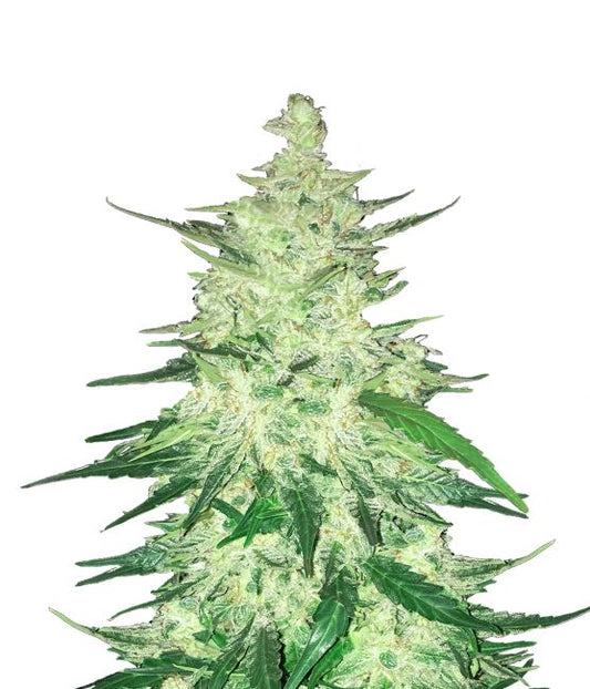 FastBuds CBD 1:1  Auto Feminised Seeds (formerly Crack CBD Auto)