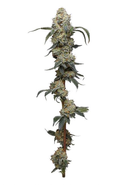 Humboldt Seed Co. Farmer's Daughter Feminised Seeds