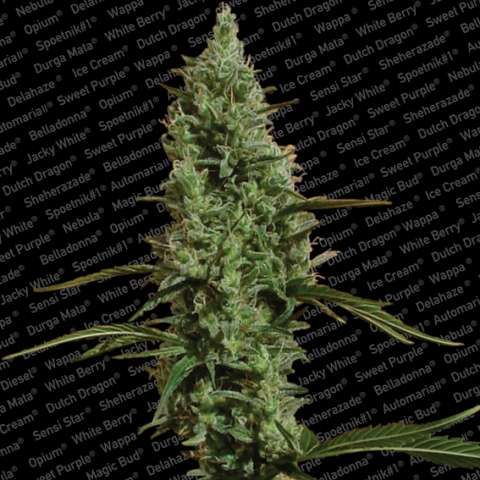 Paradise Seeds Atomical Haze Feminised Seeds