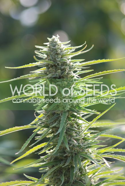 World of Seeds Colombian Gold Feminised Seeds