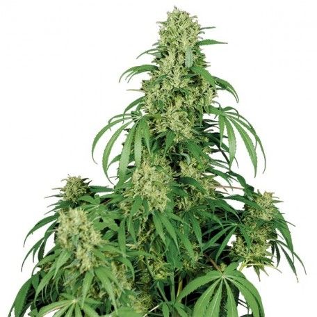 Buddha Seeds Calamity Jane Auto Feminised Seeds