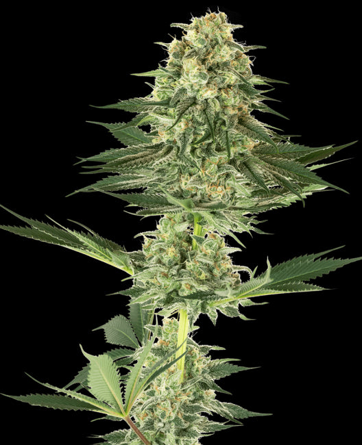 White Label Seed Company Banana Kush Feminised Seeds