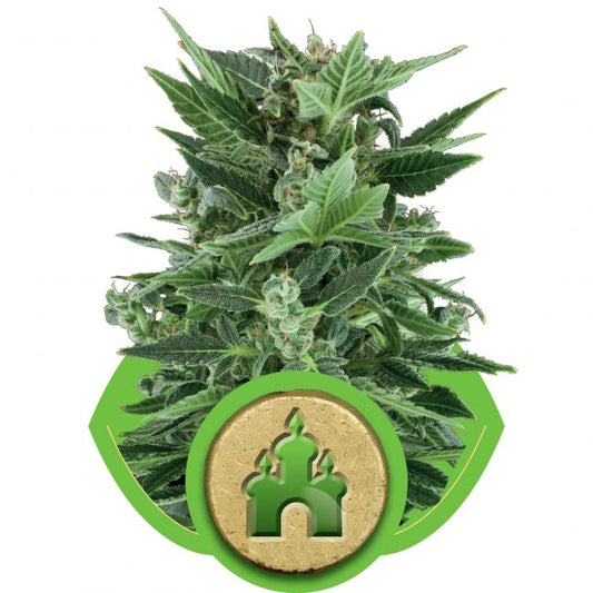 Royal Queen Seeds Royal Kush Auto Feminised Seeds