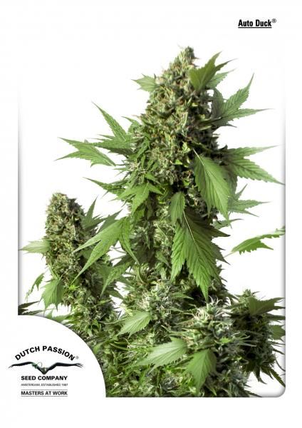 Dutch Passion Duck Auto Feminised Seeds