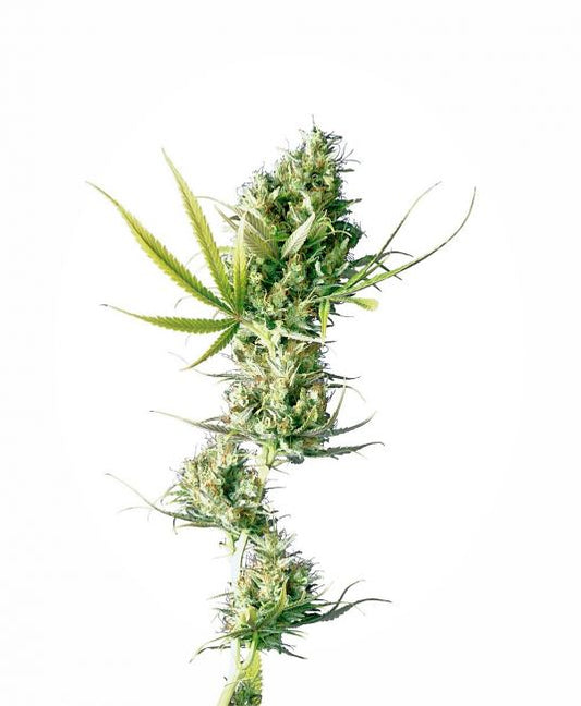 Sensi Seeds Durban Regular Seeds