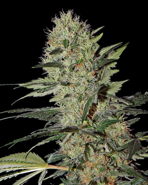 Greenhouse Seed Co. Exodus Cheese Auto Feminised Seeds