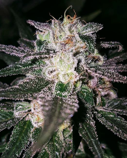 Expert Seeds Gorilla Cookies (GG#4 x Cookies) Feminised Seeds