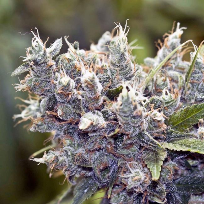 Female Seeds Bubblegummer Feminised Seeds