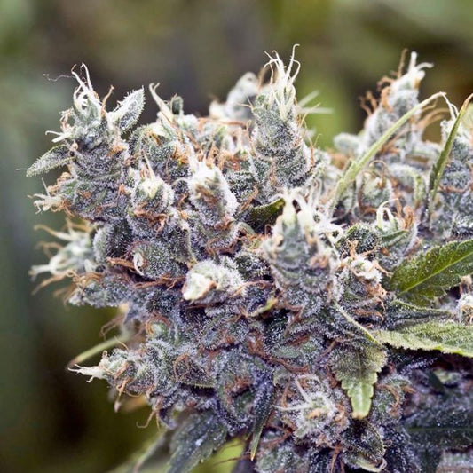 Female Seeds Bubblegummer Feminised Seeds