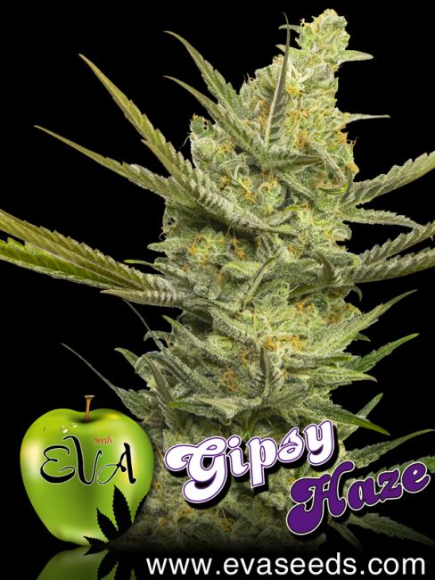 Eva Seeds Gipsy Haze Feminised Seeds - 3+