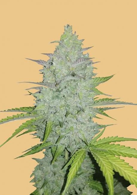 FastBuds Original Cheese Auto Feminised Seeds