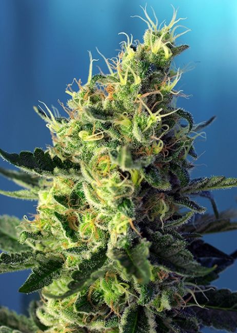 Sweet Seeds Sweet Pure CBD Feminised Seeds