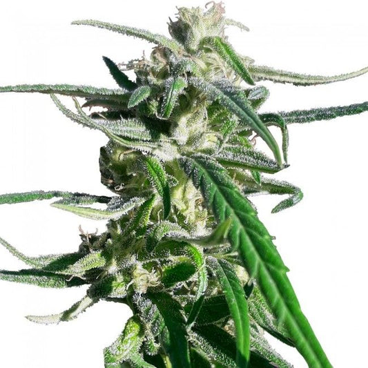 Ace Seeds Thai A5 Haze Feminised Seeds