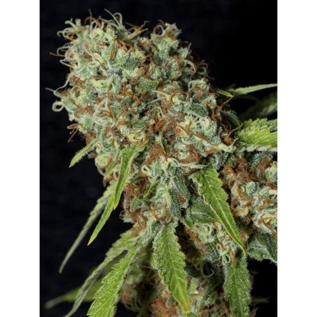 Eva Seeds Jamaican Dream CBD Feminised Seeds - 6+