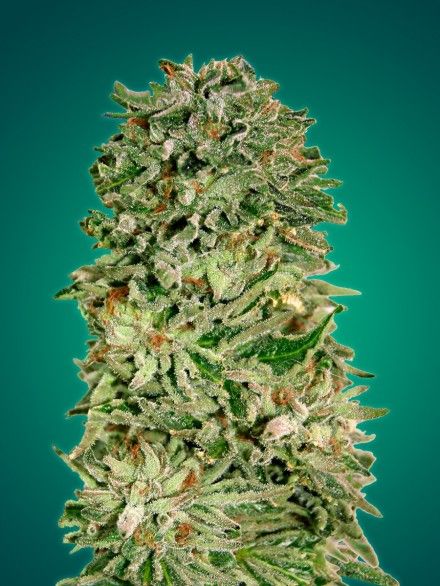 Advanced Seeds Shark Widow CBD Feminised Seeds