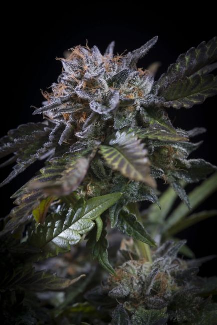 Paradise Seeds White Noise Feminised Seeds