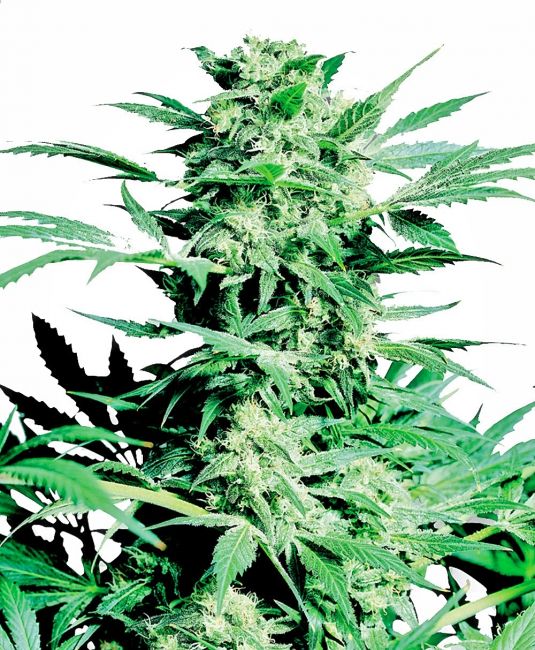 Sensi Seeds Shiva Skunk Feminised Seeds