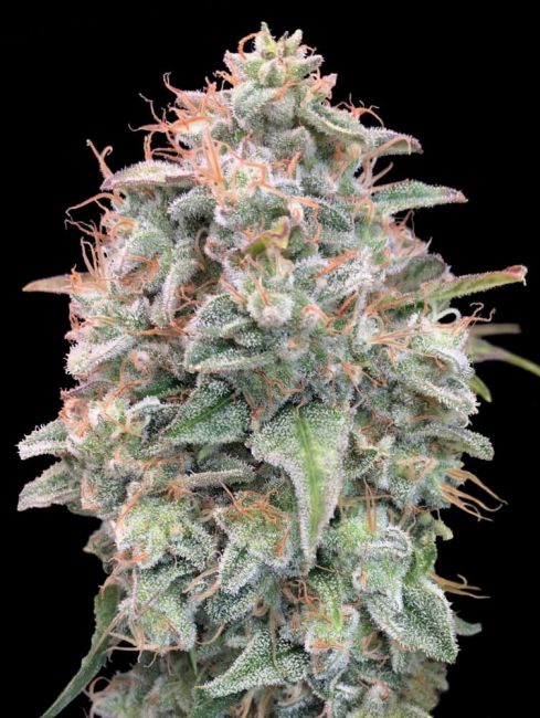 Advanced Seeds Banana Cookies Auto Feminised Seeds