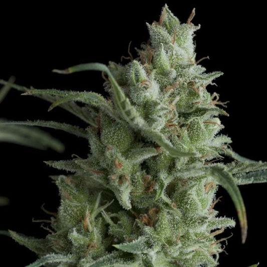 Pyramid Seeds Kryptonite Feminised Seeds