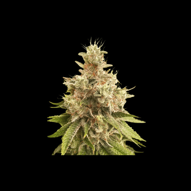 Super Sativa Seed Club Golden Apple Haze Regular Seeds