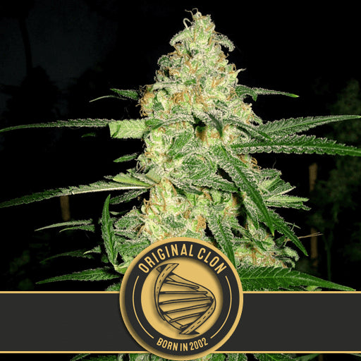 Blimburn Seeds Original Clon Feminised Seeds