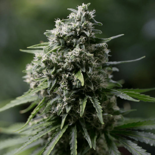 Silent Seeds Critical+ 2.0 Feminised Seeds