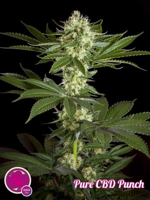 Philosopher Seeds Pure CBD Punch Feminised Seeds