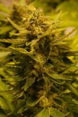 Cali Connection OG CBD Feminised Seeds