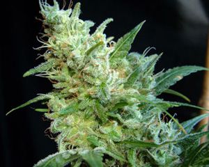 Kannabia Seeds Diesel Glue Feminised Seeds