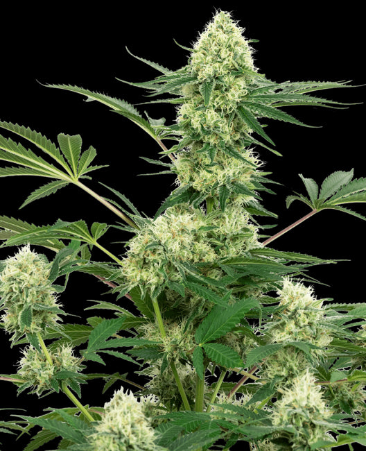 White Label Seed Company Wedding Cheesecake Feminised Seeds