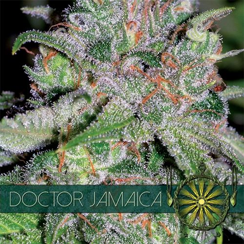 Vision Seeds Doctor Jamaica Feminised Seeds