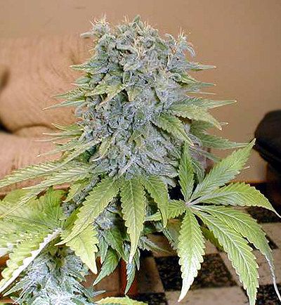 Mr Nice Seedbank Medicine Man Regular Seeds