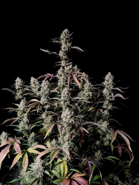 FastBuds Gorilla Zkittlez Auto Feminised Seeds